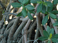 Mangrove maze . . .
