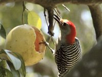 Woodpecker apertif . . .